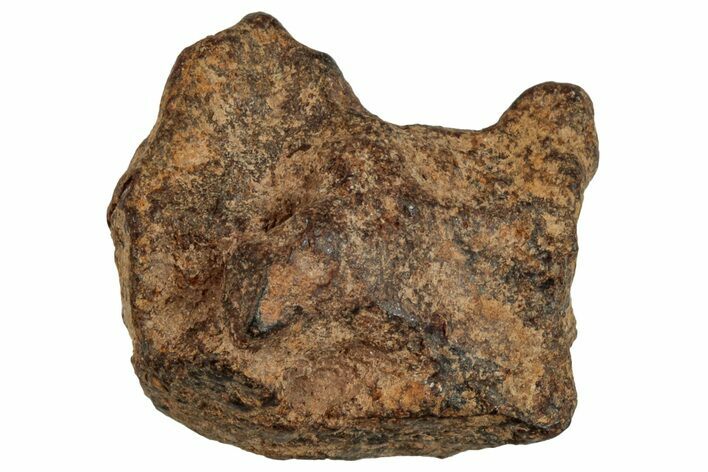 Agoudal Iron Meteorite ( g) - Morocco #288904